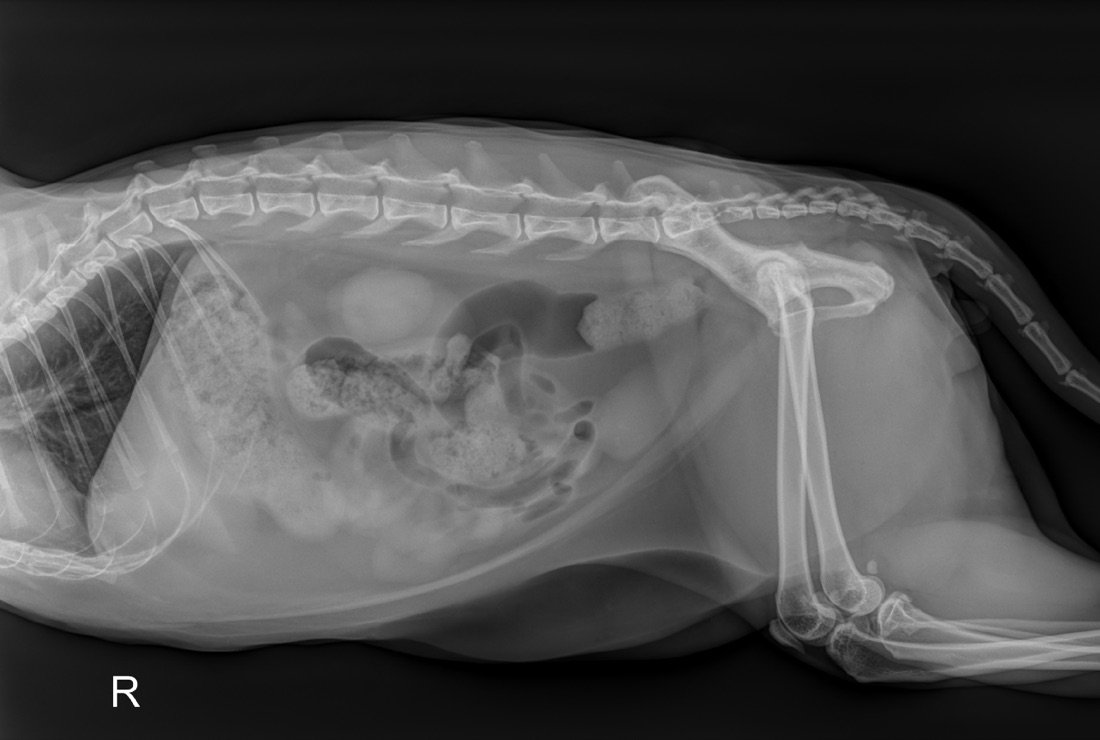 Lateral abdominal radiograph of a male cat