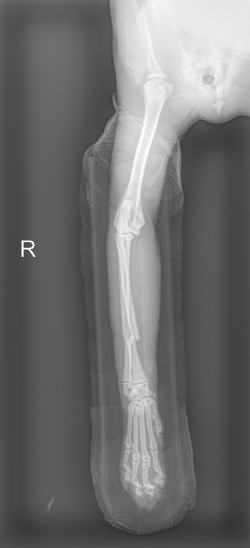 Craniocaudal view in a splint, right forelimb, dog