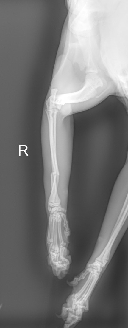Craniocaudal radiograph of the same forelimb showing displaced, overriding distal radius and ulna fractures
