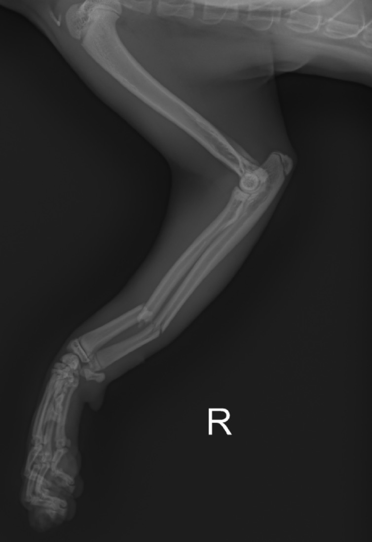 Lateral radiograph of a dog's right forelimb showing distal radius and ulna fractures